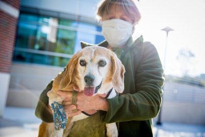A woman holds an elderly beagle in her arms.