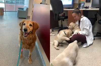 Golden retriever Buttercup (at left) at the Animal Cancer Care and Research Center in Roanoke after treatment. Veterinary student Taylor Layton (at right) and Buttercup's owner sits on the ground playing with puppies. 