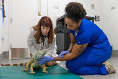Dr. Ilektra Athanasiadi (at left) and Jada Tolliver (at right) doing a physical exam on Echo the Iguana (at center)